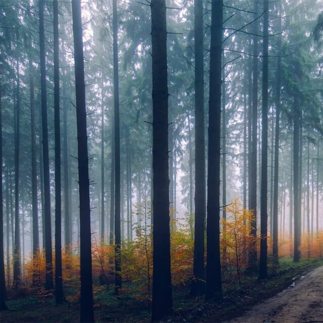 forest forest